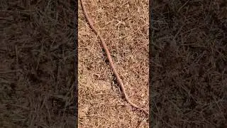 red racer snake #iykyk #snake #nature #wildlife