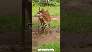 अम्मा 🐮🐄 #मांऔरबेटे #मस्ती 🤣🤣🤣 #amma #short #funny #cowboy   @EngineeringEasyOfficial