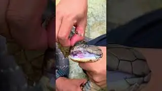 Helping a Snake Shed Its Skin 🐍 Gentle Care & Jaw-Dropping Close-Up! #SnakeShedding #WildlifeRescue