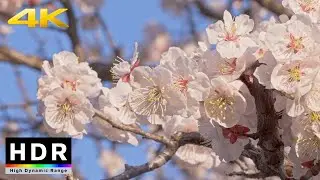 【4K HDR】Spring in Tokyo - Yushima Tenjin Shrine Ume Blossoms
