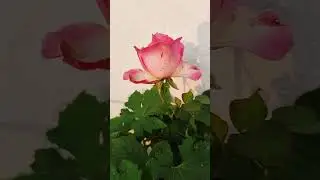 beautiful Rose flowers in my terrace garden