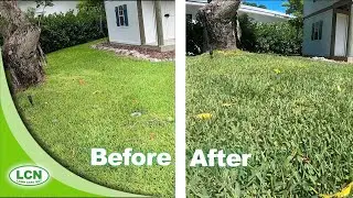 How To Green Up Your Lawn FAST :: 7 Days for RESULTS