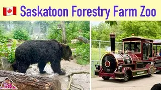 Saskatoon Forestry Farm Park and Zoo🦬🐏🐻place to visit with kids in Saskatchewan 🇨🇦 Canada