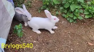 rabbit playing in garden #viralvideos  #rabbits #brvlogs540