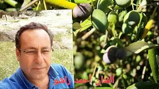 أجمل أغاني لفلكلور العفريني كوما ارمانج بصوت الفنان القدير أحمد راشو الجزء الاول بدعمكم نستمر