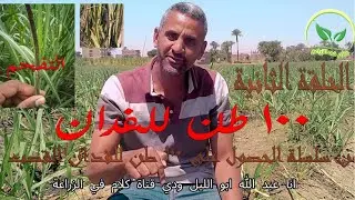 زراعة وانتاج القصب للحصول علي 100 طن للفدان الحلقة الثانية(التفحم)
