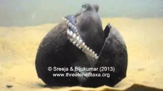 Veined Octopus guards eggs | Threatened Taxa
