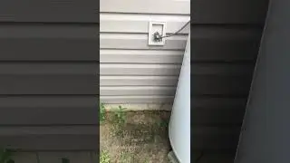 Attempted spider feeding #spiderman #spider #insects #animals