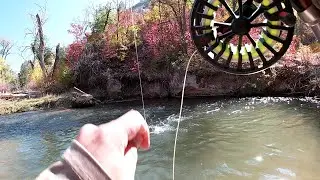Fall Fly Fishing on Diamond Fork - Cutts, Bows, and Browns!