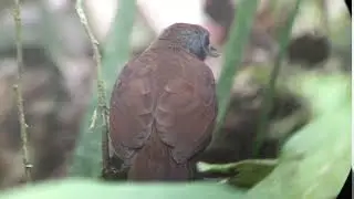 Bicolored Antbird