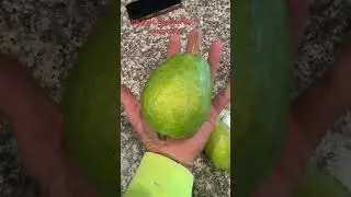 #frutas #guayaba #garden #fruit
