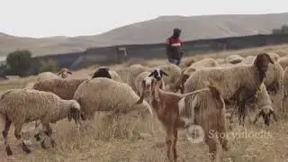 Exploring Jordan&rsquo;s Bedouin Tribes: Life in the Desert | 720p Invideo AI Cultural Film
