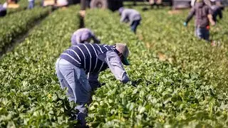 IRCC developing new foreign worker stream for agriculture and fish processing