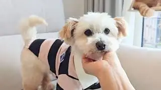 Adopt Olmang