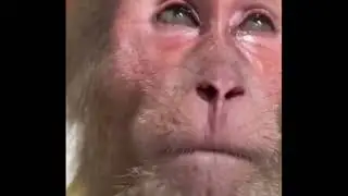 Monkey crying sad meme template