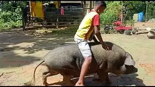 At Jhargram, west Bengal Pig ll
