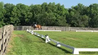 FGF 6/16/19 - FGF Admiral Z (N) Dressage