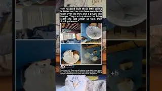 Кошки наблюдают из своих небесных капсул
