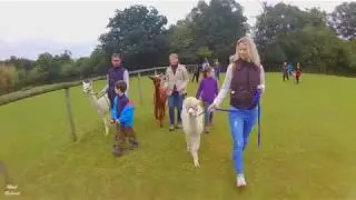 The day we met PENNYBRIDGE Alpacas