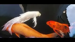 Thailand, KOI FISH Fun Facts! Pak Chong Khao Yai