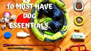 10 MUST HAVE PUPPY/DOG ESSENTIALS.  FIRST TIME DOG OWNER  ESSENTIALS.