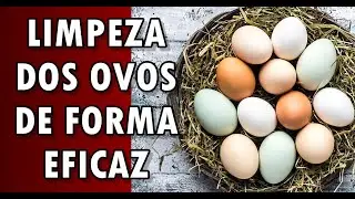 COMO LIMPAR OS OVOS PRODUZIDOS DE FORMA SIMPLES E CAIPIRA !