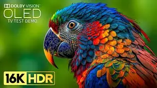 OLED TEST DEMO || 4K VIDEO Ultra HD #8k 