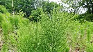 Хвощ полевой (Equisetum arvense L.)