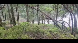 Quick stop on the trail #nature #natural #forest #forestbathing
