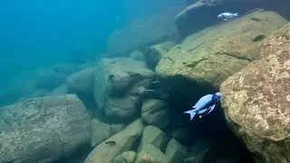 Swimming With Cichlids - Ophthalmotilapia ventralis kambwimba