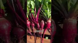Best Winter Crops for Succession Planting
