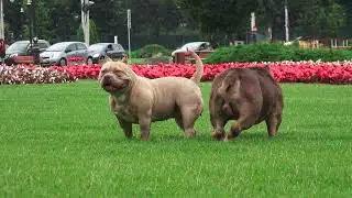 COLOR BOMB BULLIES GRIZZLY THE BEAR, Inw.Gr.Ch.Rockomania choco tri pocket with EXTREME features son