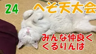くるりんぱ、へそ天大会24　みんな仲良く くるりんぱ　#保護猫#野良猫