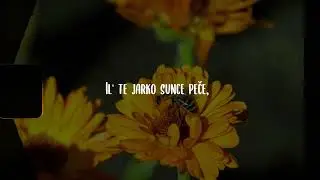 Zlatko Pejaković - Moj Nevene