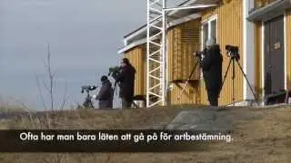 Bjuröklubbs fyr, fågelskådning