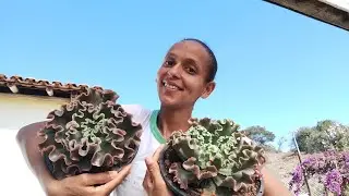 TOP 10 *MINHAS SUCULENTAS GIGANTES PREFERIDAS* MUITA LINDEZA EM UM VÍDEO SÓ