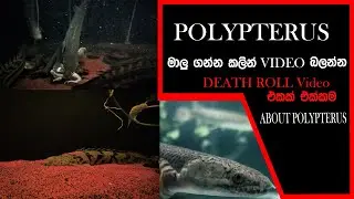 Polypterus fish ( සි0හලෙන් ම )🇱🇰 AquaLifeSL