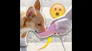 AquaPod -World's First Portable Dog Water Bottle