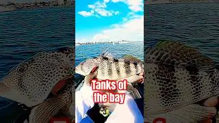 Tanks of the bay San Diego fishing