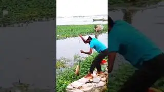 single hook Rohu Fish Catching 🐬 in Krishna River Hunting #fishing #rohufish #hookfishing