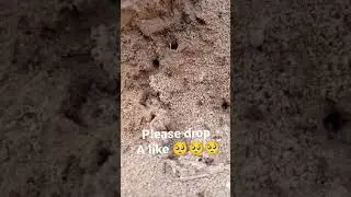 ant making home for rain #ant #home #anthouse