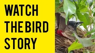The Bird Story | Bulbul ki Kahani