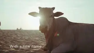 Veganmovement Is Back