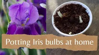 How To Grow Iris In Pots | Experimenting with Irises bulbs for the first time
