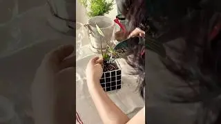 평화로운 오후의 어느날. #garden #plants #cosyvlog #vlog #homebodydiaries #homevlog #dailyvlog