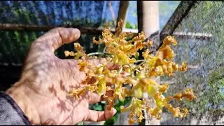 Live sale and share anggrek anggrek yang ada di kebun kecil kami 🙏