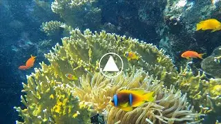 La vie entre une An&eacute;mone de mer et un corail de feu (Millepora)