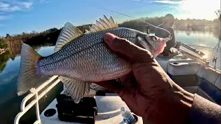 White Perch Fishing In South Carolina 