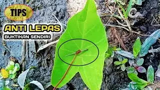 TIPS || CARA MUDAH MANCING BELUT DENGAN KAIL PALANG/LURUS DIJAMIN PASTI KENA DAN ANTI LEPAS
