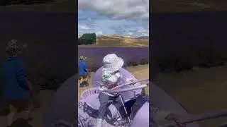 Mận l&aacute;i xe Tractor ở Lavender Farm NZ